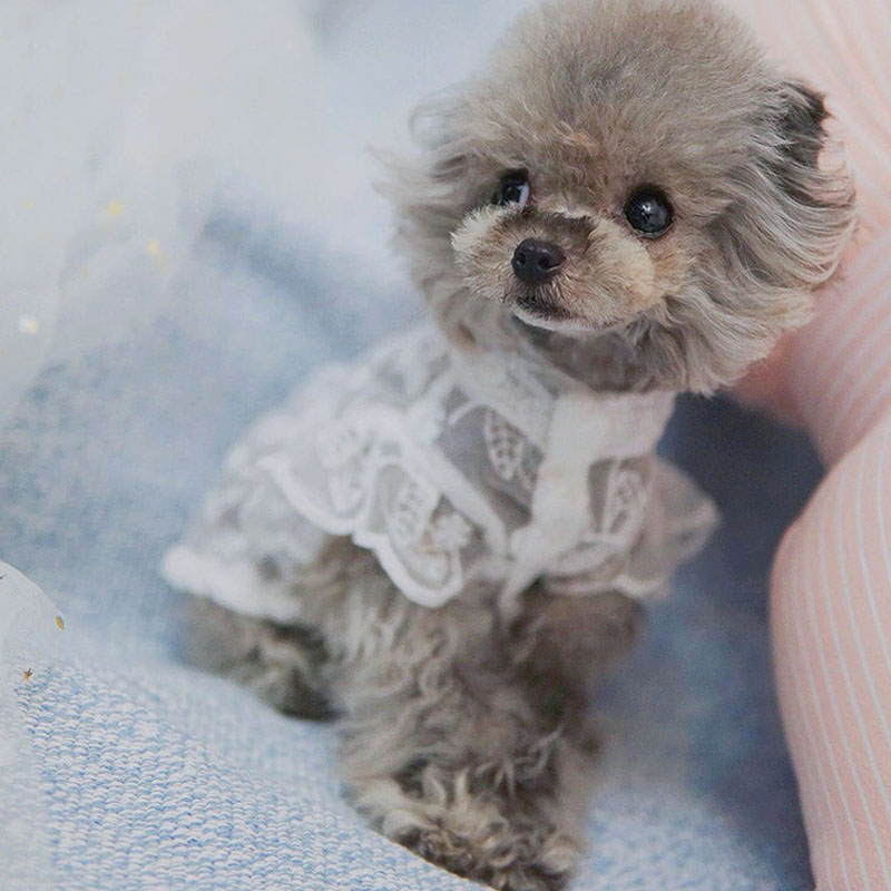 White Lace Princess Dog Weedin - Xl Summer Clothing 评论和价格
