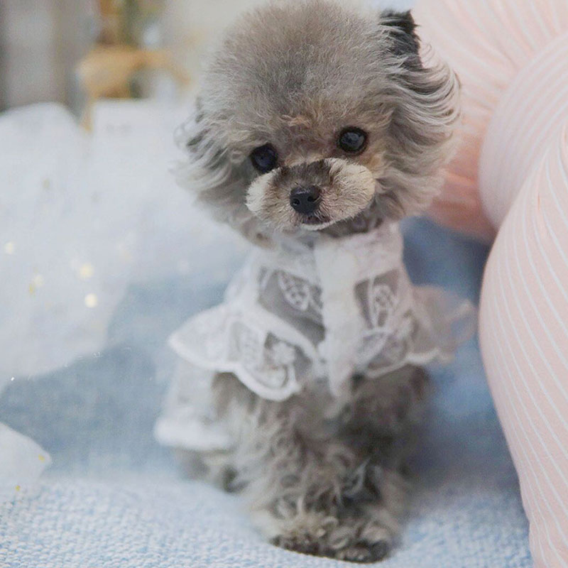 White Lace Princess Dog Weedin - Xl Summer Clothing 评论和价格